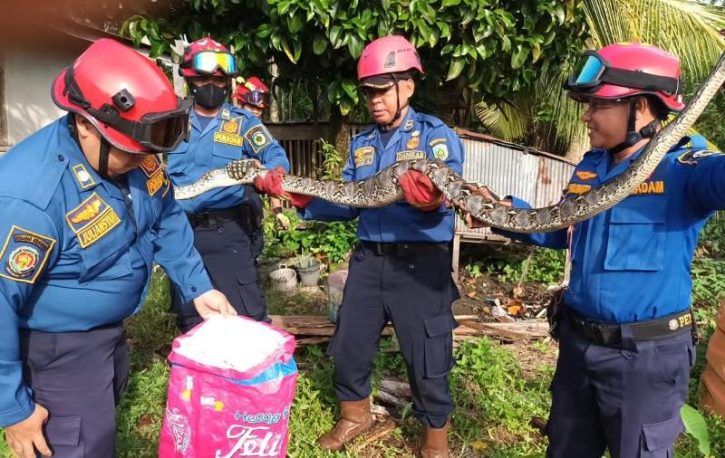 Suara Ayam Tiba-Tiba Sunyi, Ada Tamu Tak Terduga di Kandang