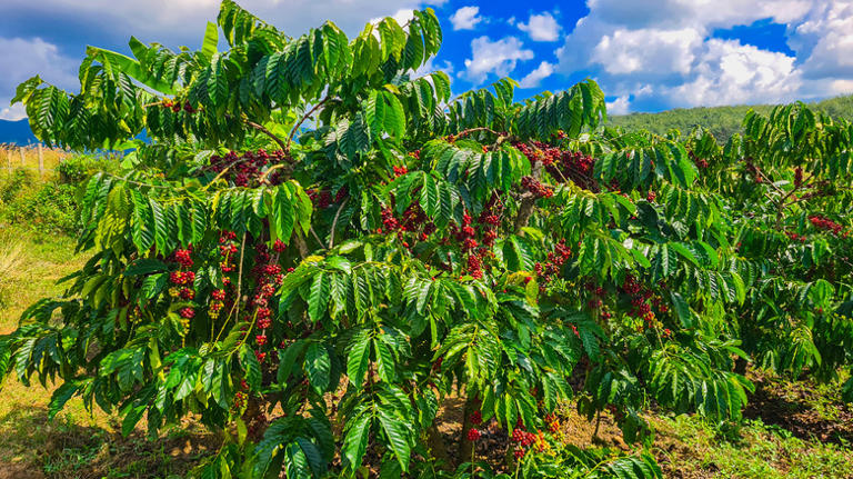 The 4 most common types of coffee beans and how they differ
