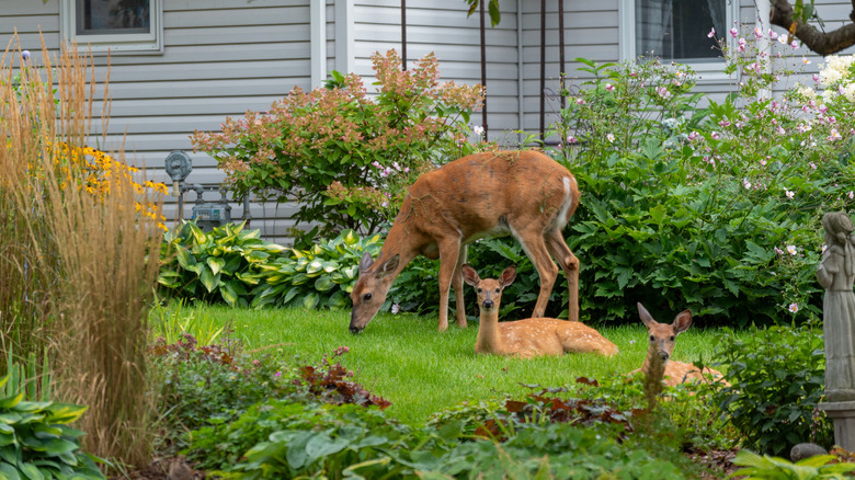 The deer-resistant shrub with stunning spring blooms that's perfect for ...
