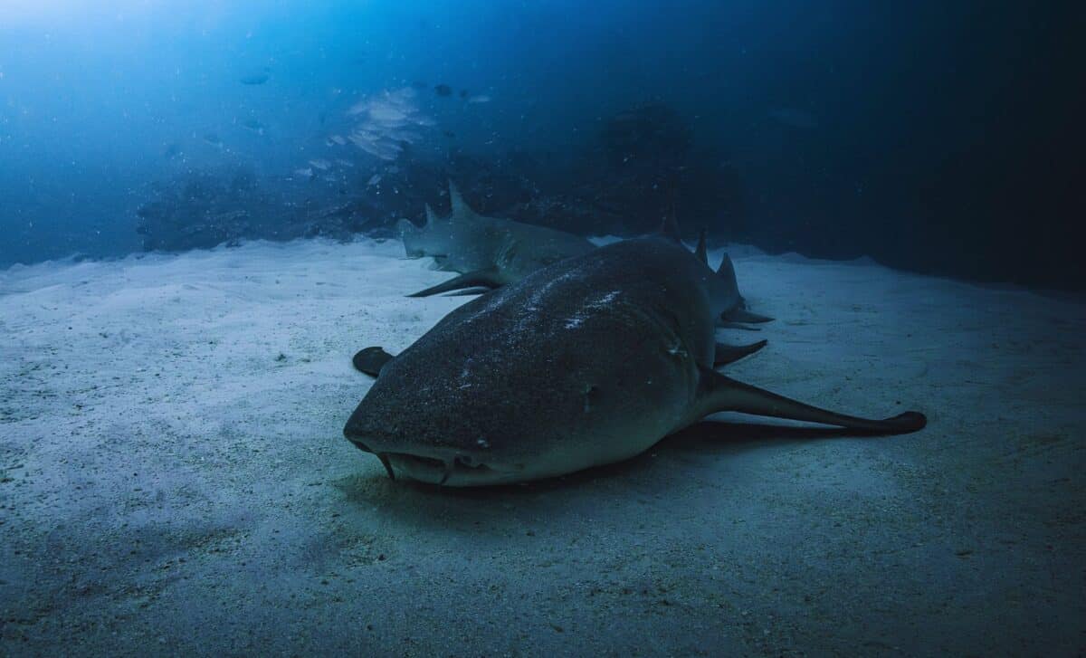 This Mysterious Shark Has Lived Since 1627, What’s Hiding in Its DNA ...