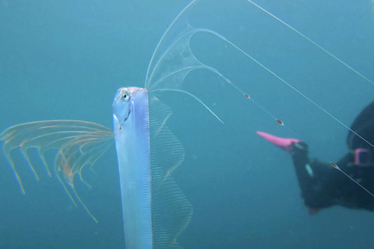 'Doomsday fish': Once-in-a-lifetime sea creature encountered in ...