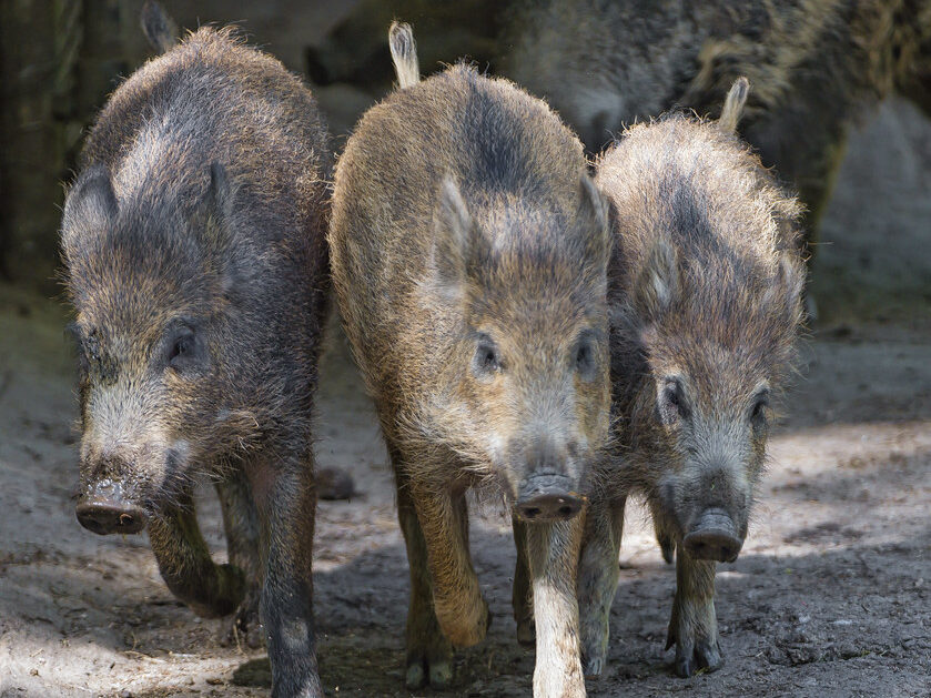 30 dangerous animals that could break into your house