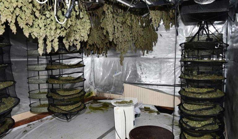 Over €2million worth of cannabis seized in County Westmeath