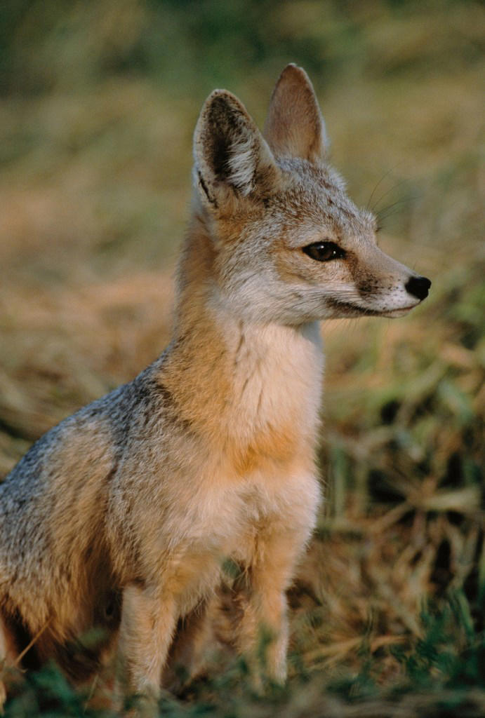 The Trump administration dismisses the endangered species list as ...