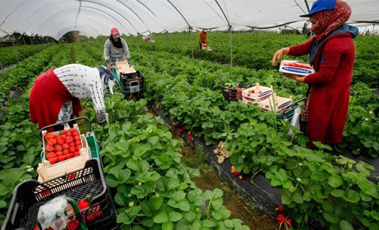 saisonnieres_marocaines_espagne