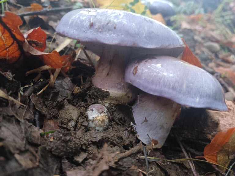 Seven 'remarkable' species found at conservation charity sites