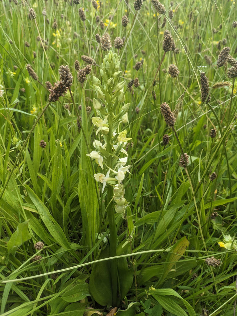 The greater butterfly orchid found at Bannockburn (Colin Wren/National Trust for Scotland/PA Wire)