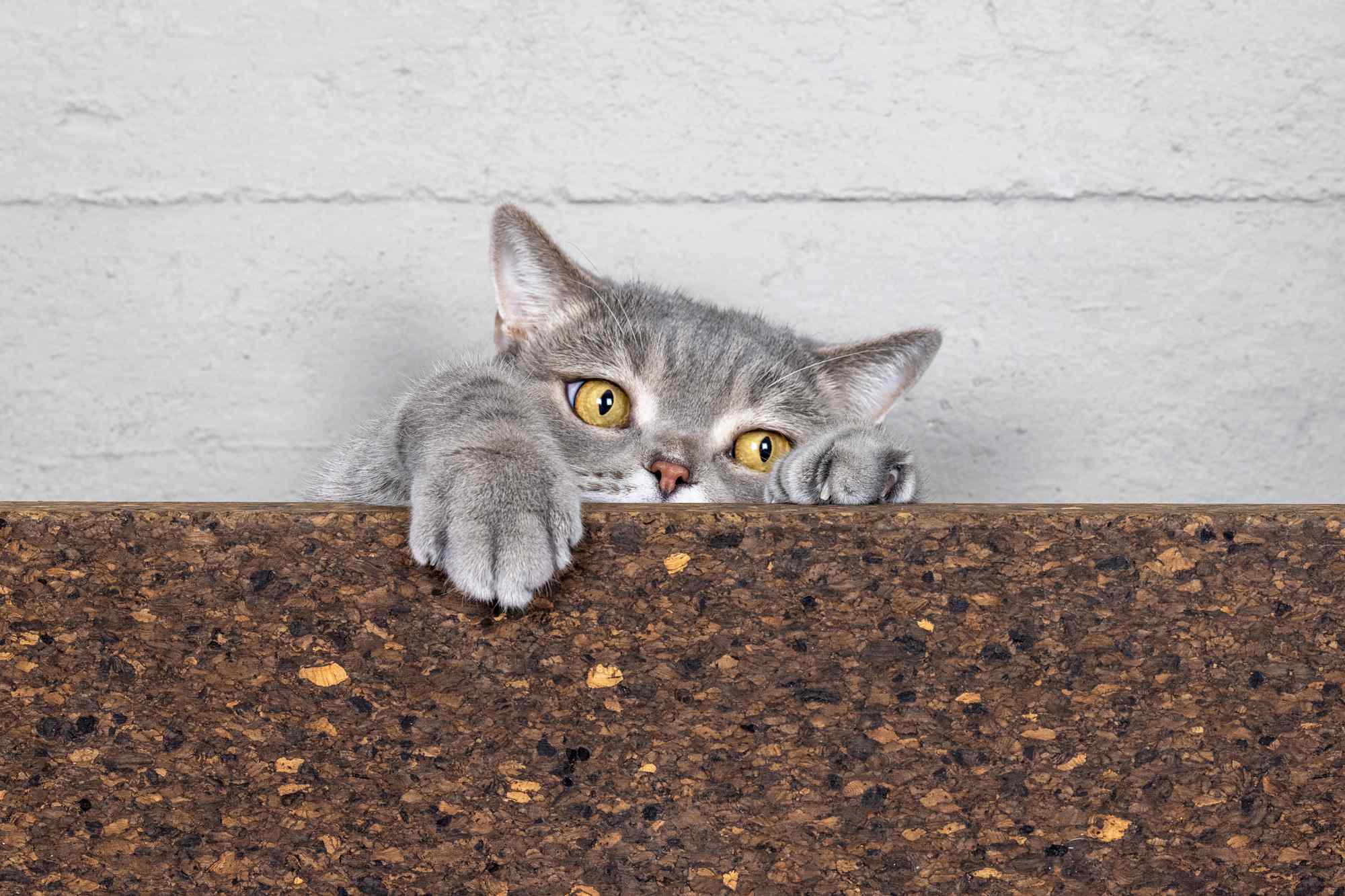 'Feisty' feral cat trapped inside a home's basement walls without food ...
