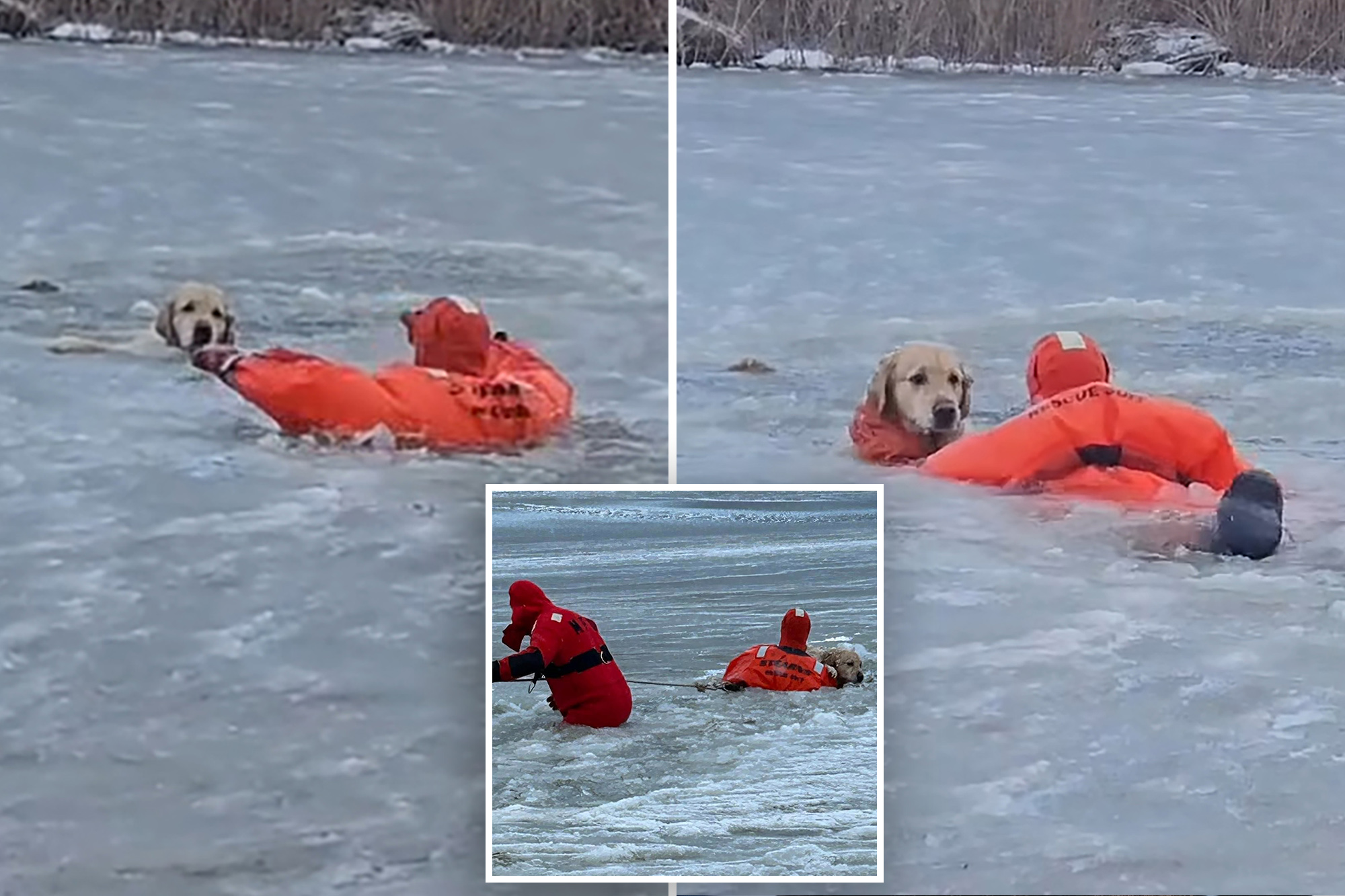 Dog’s dramatic rescue caught on camera after he falls through ice on ...