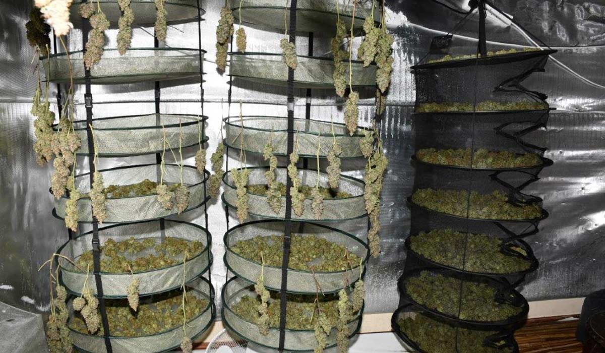 Over €2million worth of cannabis seized in County Westmeath
