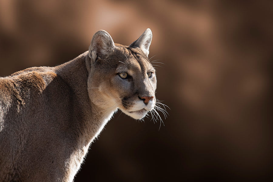 Suspected mountain lion attack in Colorado leaves woman dead<br>