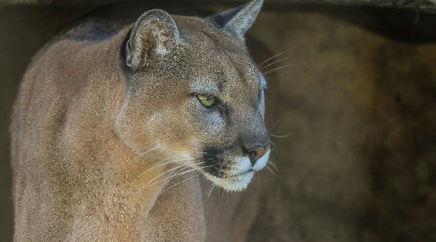 Colorado hiker dead in suspected mountain lion attack; 2 lions euthanized