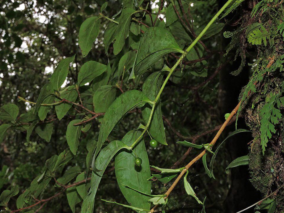 AA1TuALU 8 spesies flora baru 2025, ditemukan di Indonesia!