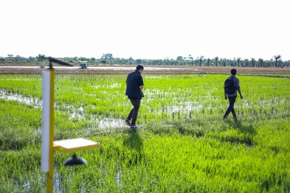 Majalengka Pertahankan 50.000 Hektare Sawah di Tengah Ledakan Industri