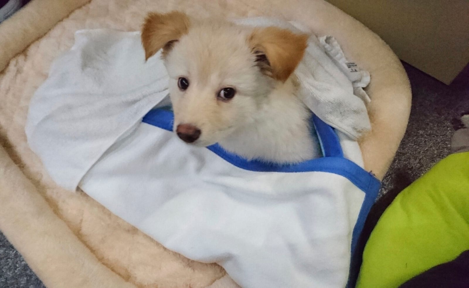 しつけはそう簡単にはいかなかった」元保護子犬と根気強く向き合い続け