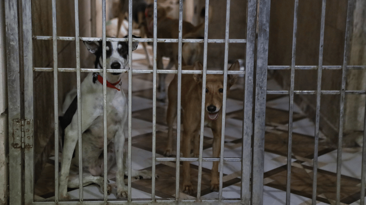 Death warrant for dogs: Animal rights activists to launch do-or-die ...