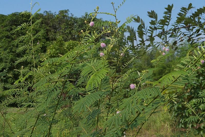 AA1TuU8w 6 Tanaman Invasif yang Tak Pernah Mati Meski Dibakar