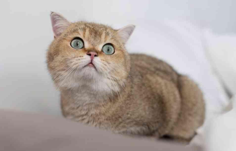 5 tips mengatasi bau karena memelihara kucing di rumah