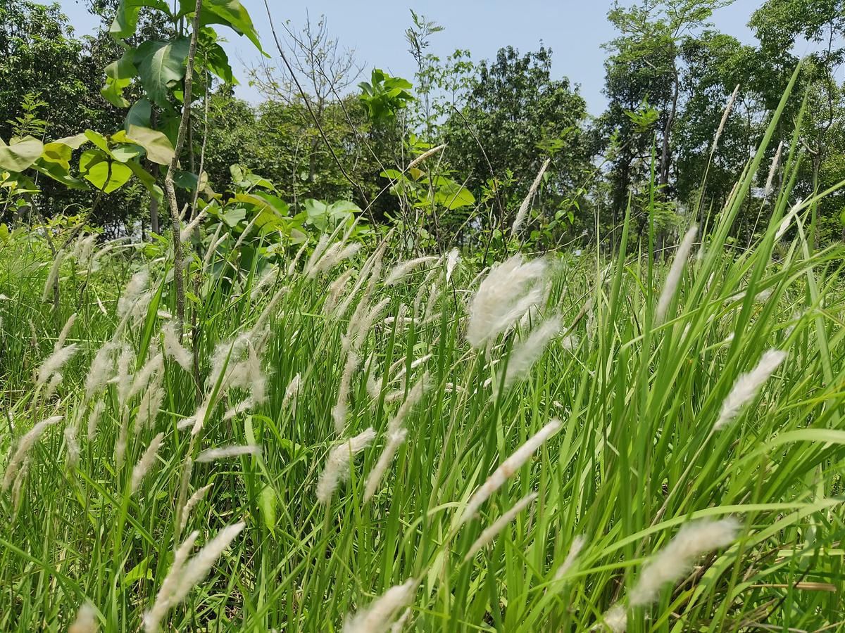 6 Tanaman Invasif yang Tak Mudah Dihilangkan Meski Dibakar