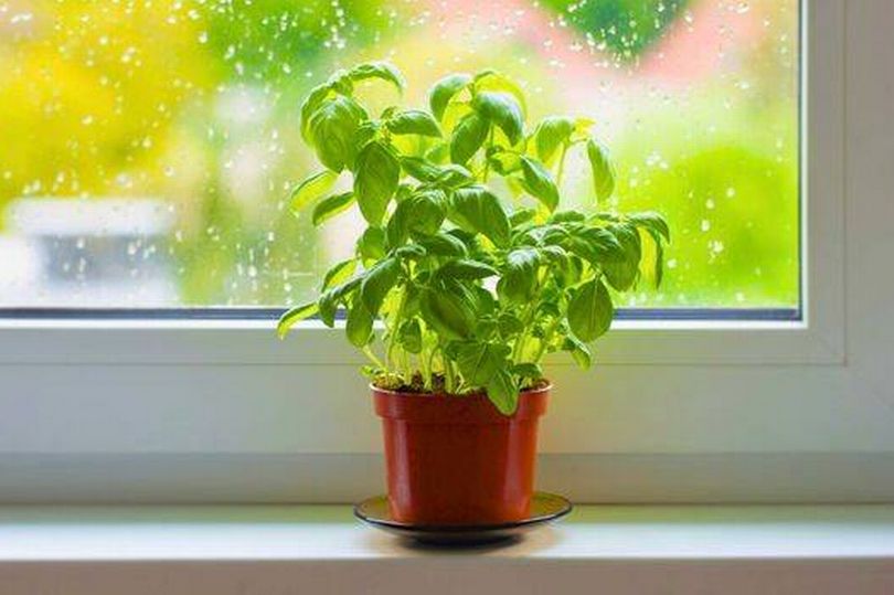 Simple rule in your house to keep basil thriving in winter