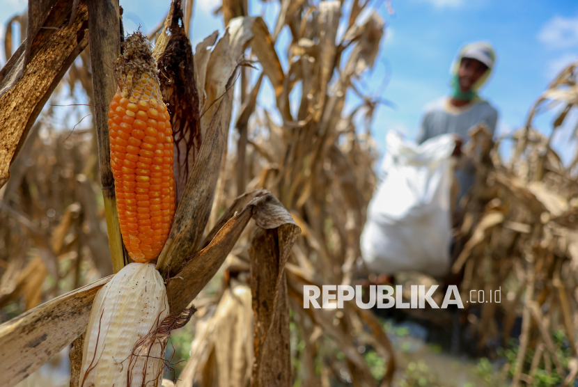 Distribusi 51 Ribu Ton Jagung SPHP Tahun 2025