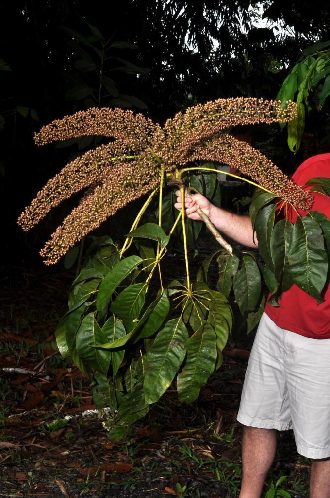 AA1TuthQ 8 spesies flora baru 2025, ditemukan di Indonesia!