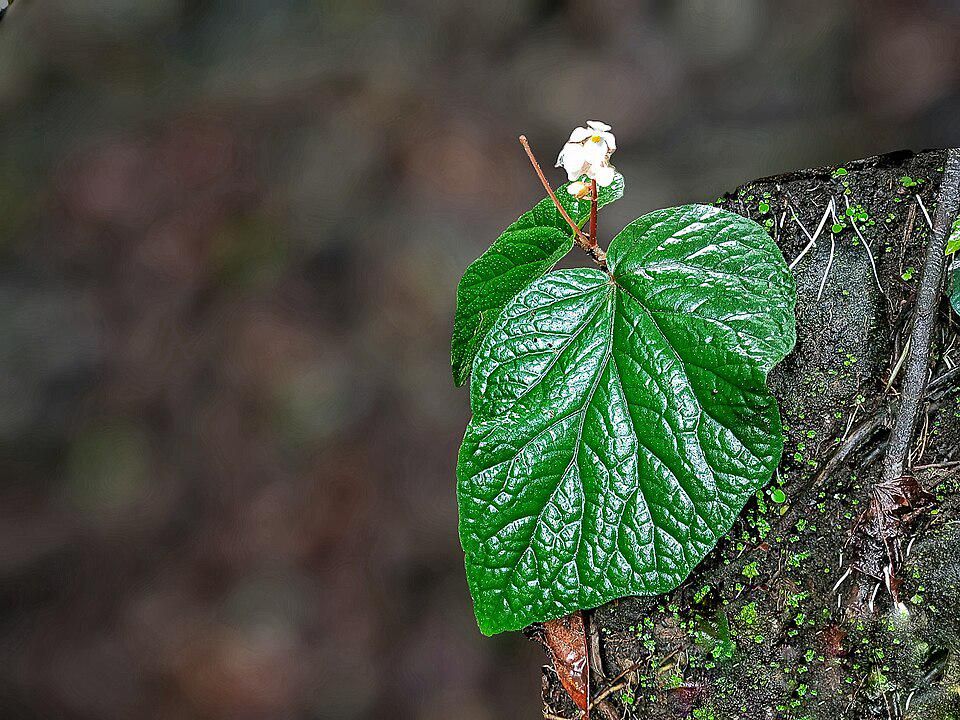 AA1Tuvws 8 spesies flora baru 2025, ditemukan di Indonesia!