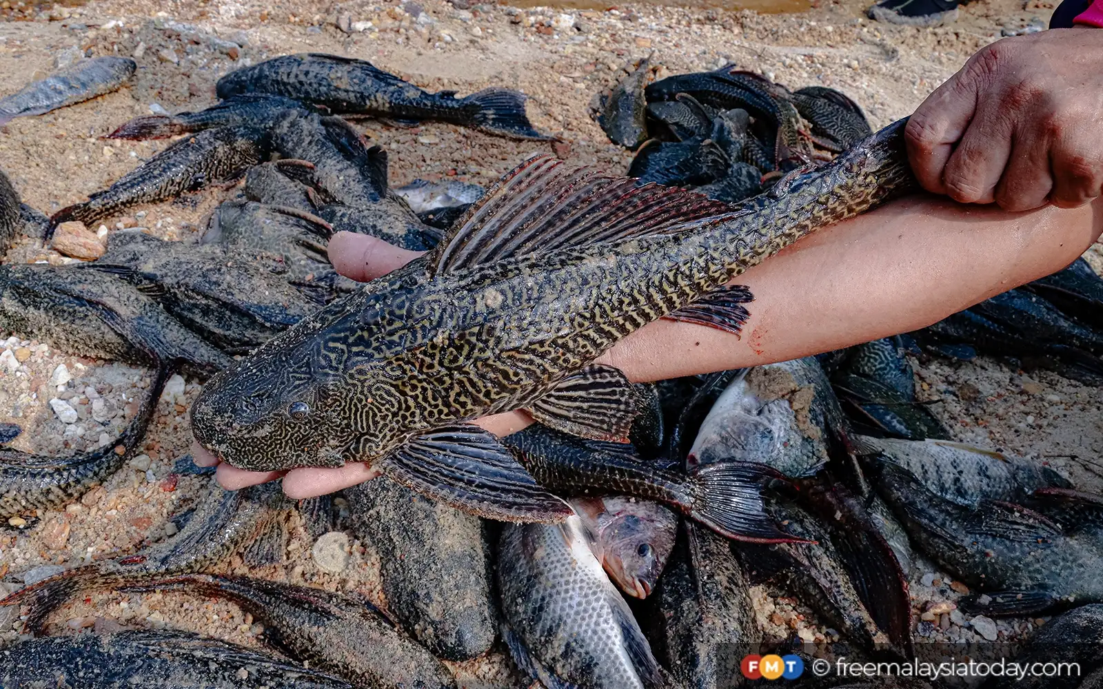 Group catches 75 tonnes of invasive fish over 2 years