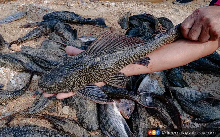 Group catches 75 tonnes of invasive fish over 2 years