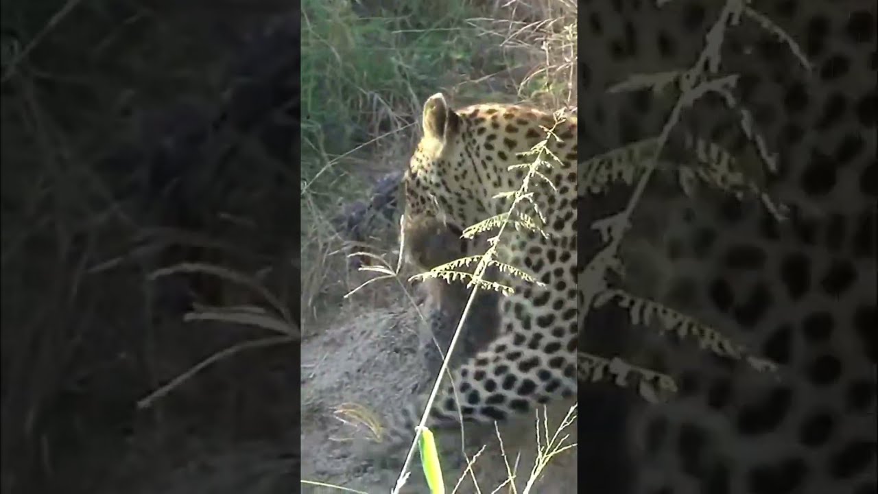 Leopard cubs relocated in daring move by caretakers