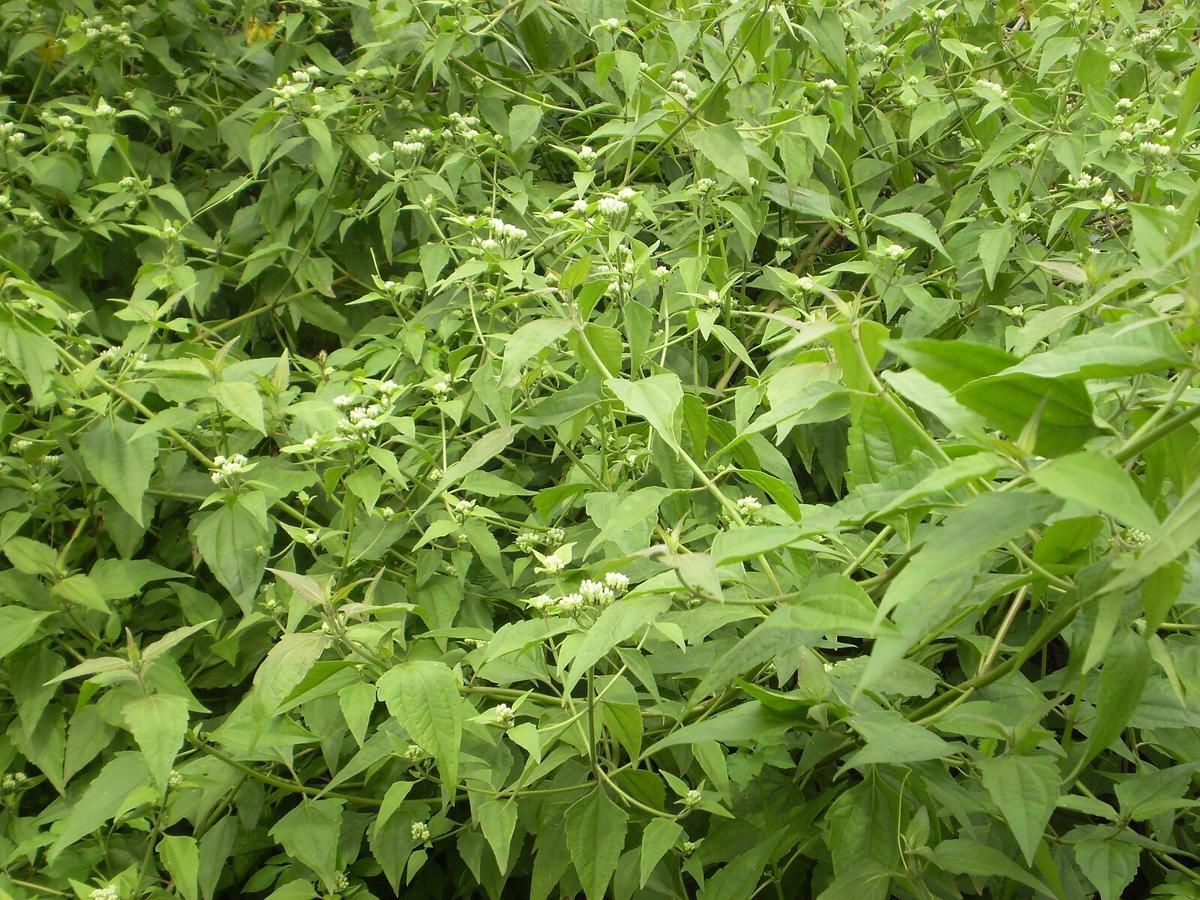 AA1Tv3zf 6 Tanaman Invasif yang Tak Pernah Mati Meski Dibakar