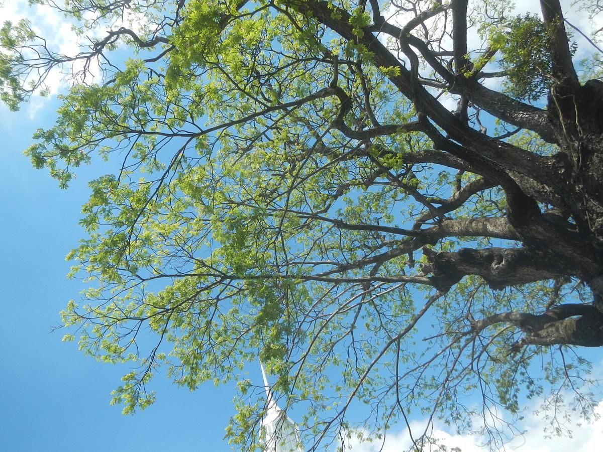 AA1Tv3zh 6 Tanaman Invasif yang Tak Pernah Mati Meski Dibakar