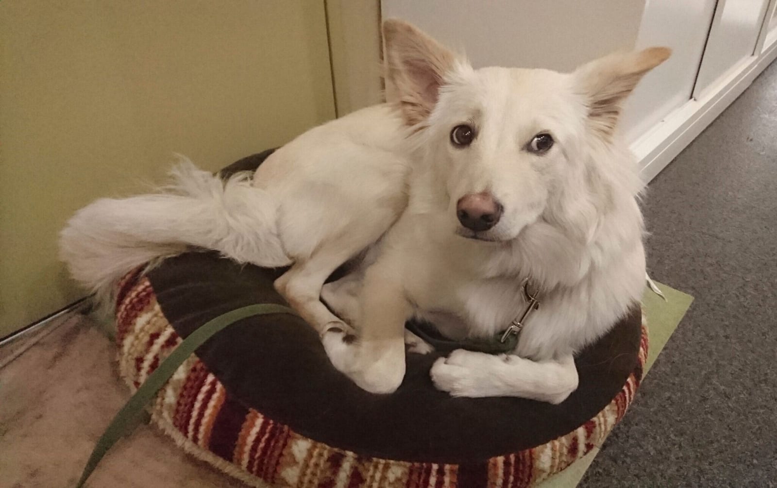 しつけはそう簡単にはいかなかった」元保護子犬と根気強く向き合い続け