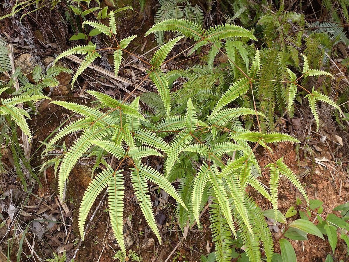 AA1Tv8BC 6 Tanaman Invasif yang Tak Pernah Mati Meski Dibakar