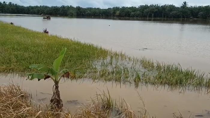 Pembaruan data banjir Bengkulu Tengah, 130 rumah dan 80 hektare sawah terdampak