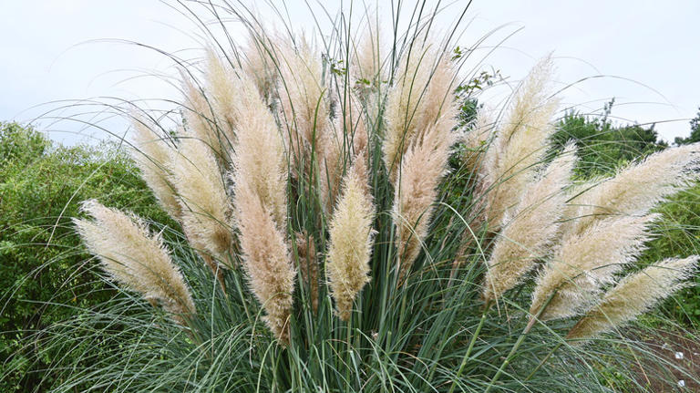 These varieties of grasses are like a snake magnet in your yard