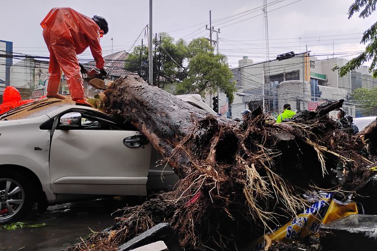 Pohon Tumbang Hancurkan Mobil di Jalan Mojopahit, Macet Parah Terjadi