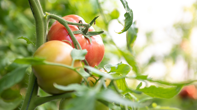 A simple soil tip that'll help prevent root rot when growing tomatoes