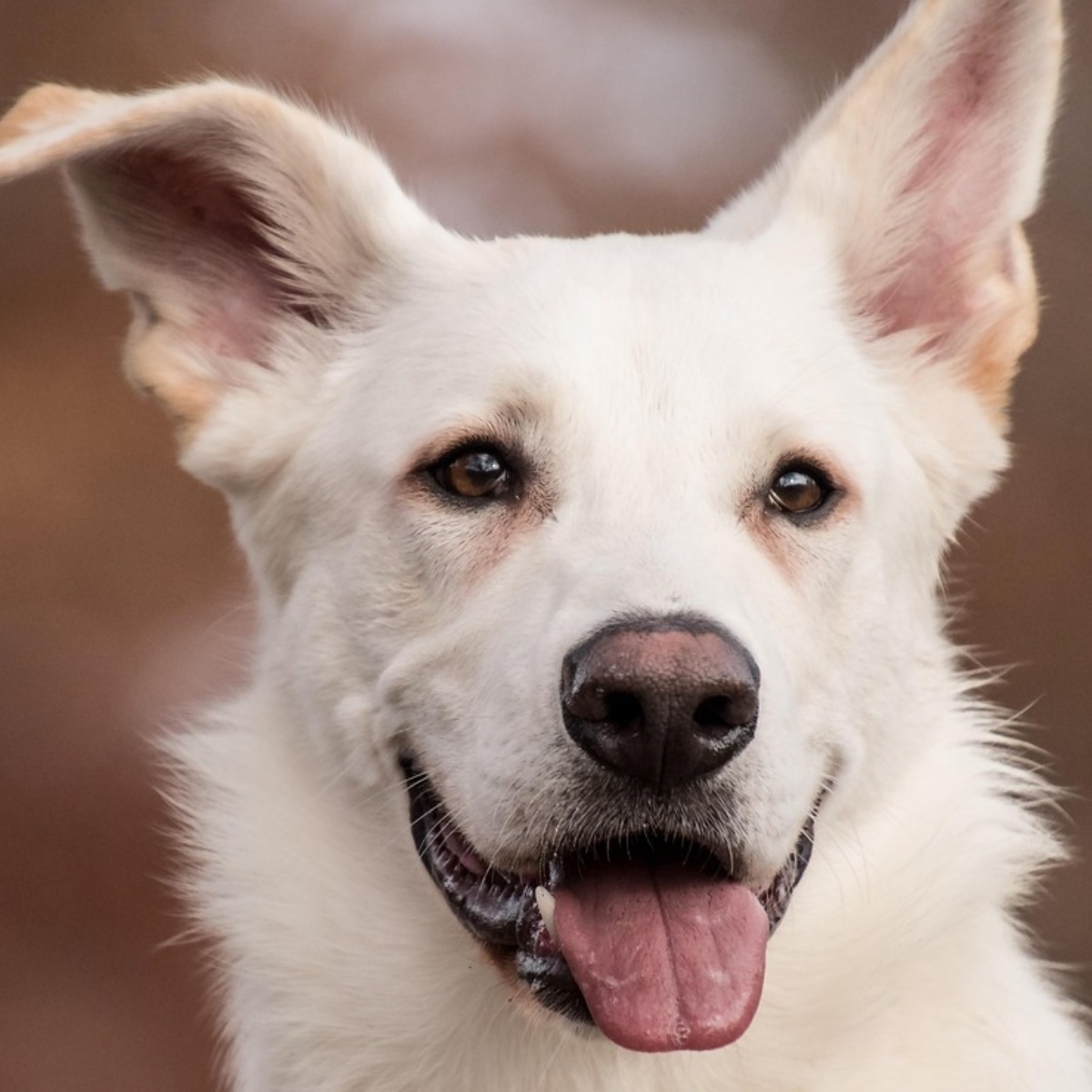 Simple ideas to add more fun to your dog's daily life