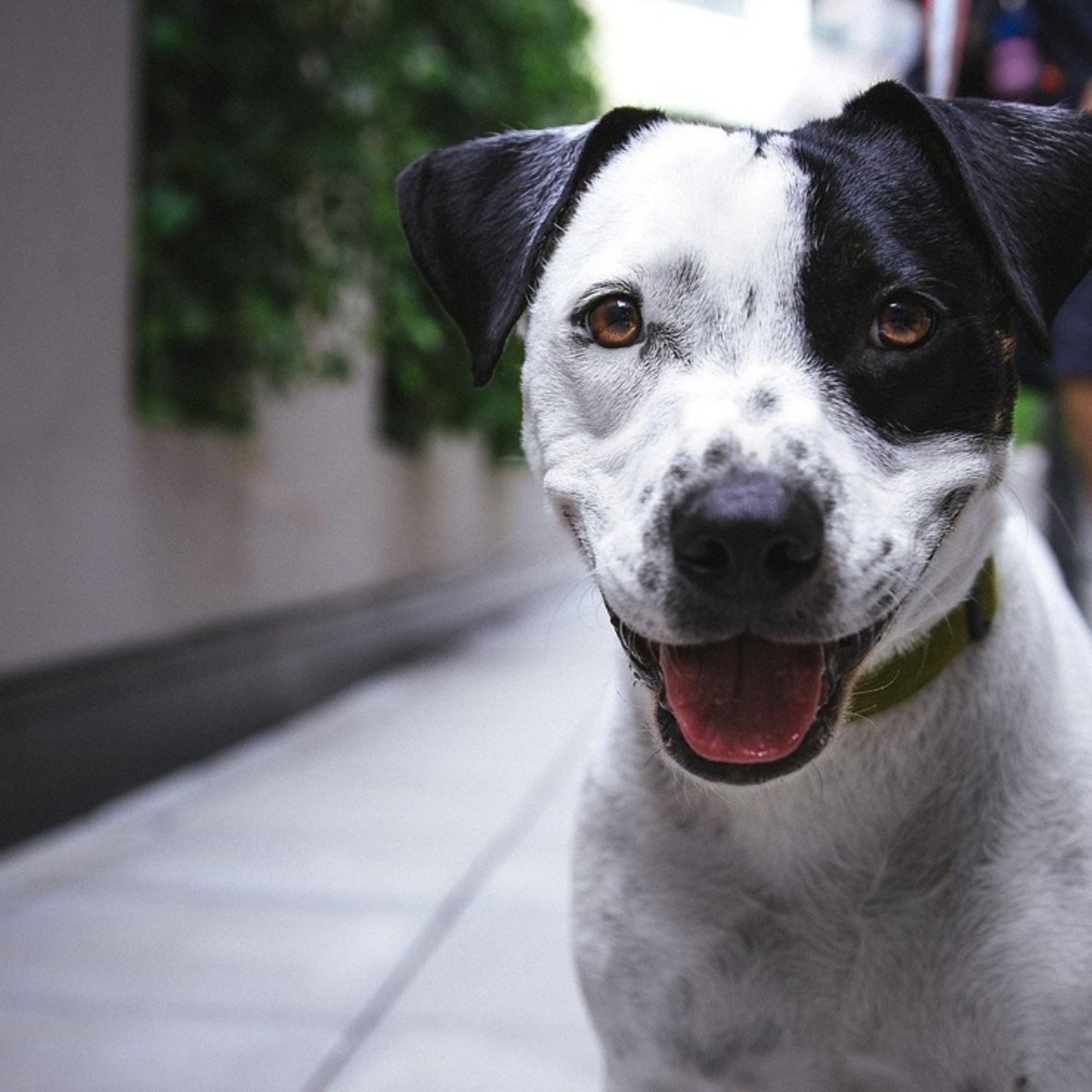 When your dog is angry with you, he usually shows these 10 signs