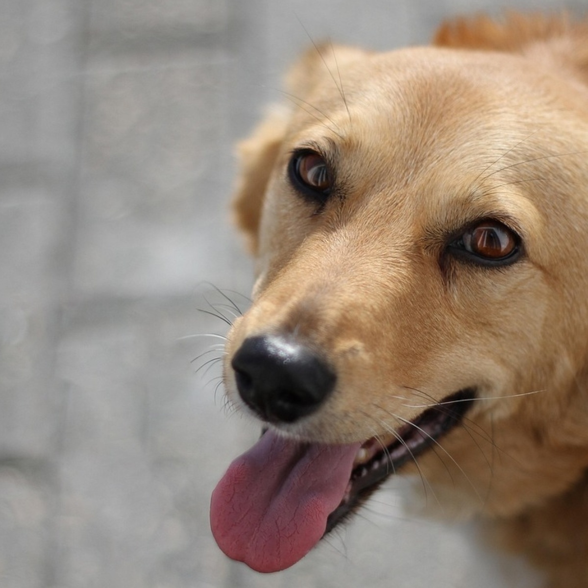 When your dog is angry with you, he usually shows these 10 signs