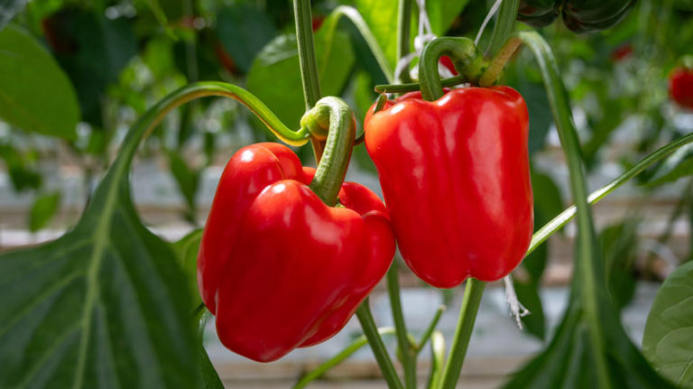 Always keep your potato scraps. Here are the plants that love it