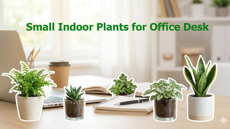 Mini plants for office: Palm-sized plants that will add charm to your ...