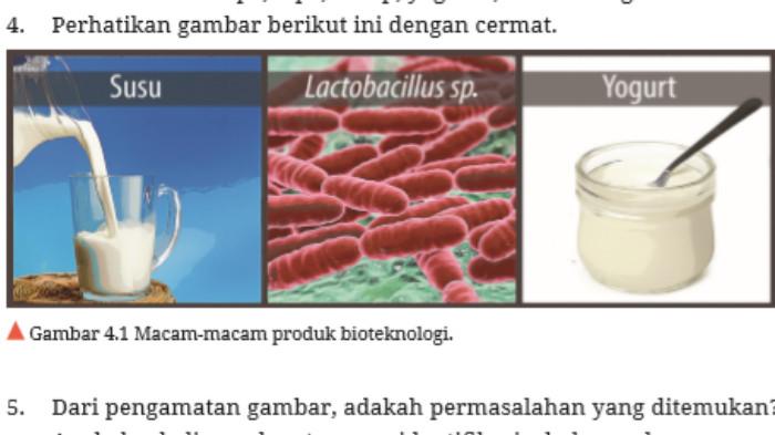 Kunci Jawaban Biologi Kelas 12 Halaman 194-195: Produk Bioteknologi Aktivitas 4.1