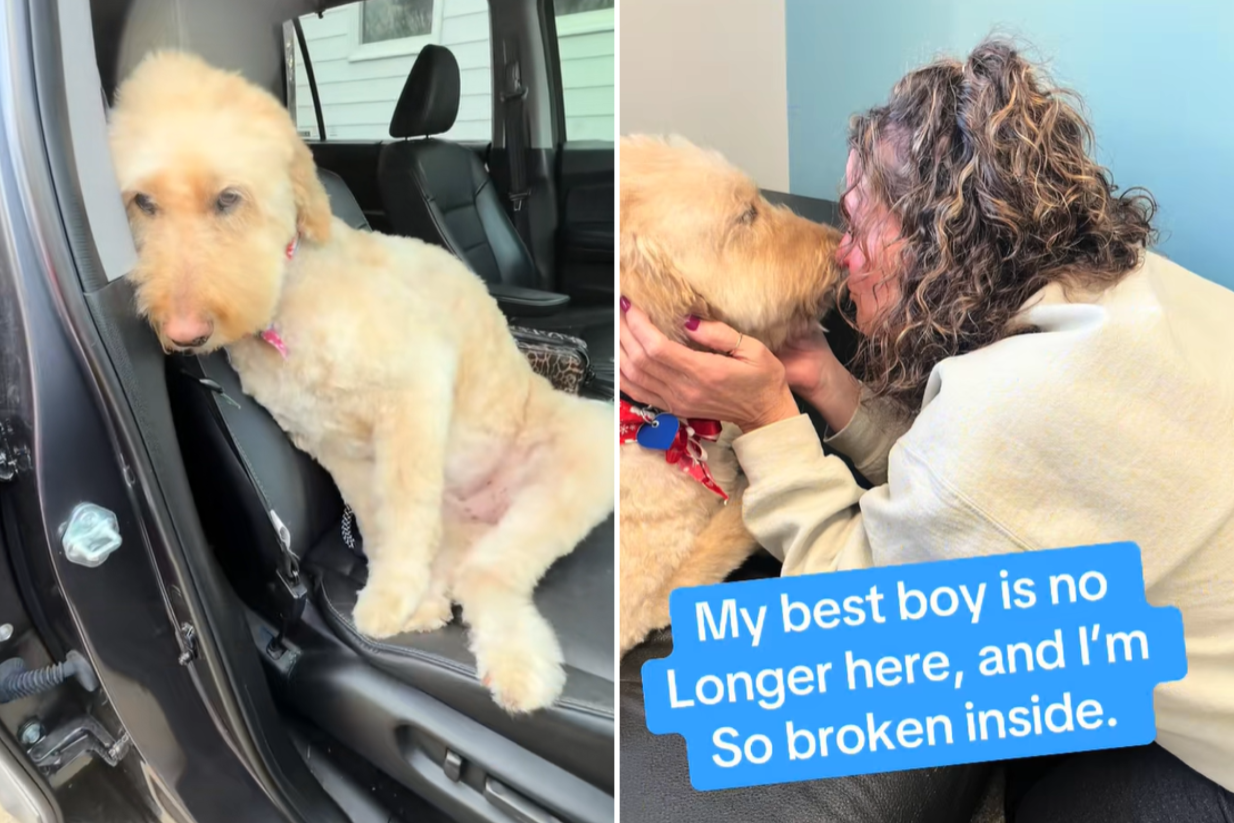 Woman films herself collecting dog from groomers, hours later he was gone<br><br>