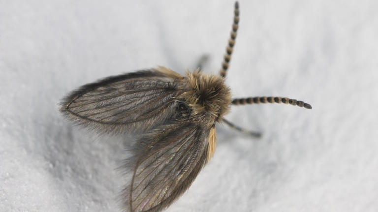 The overlooked kitchen pests that are often mistaken for fruit flies