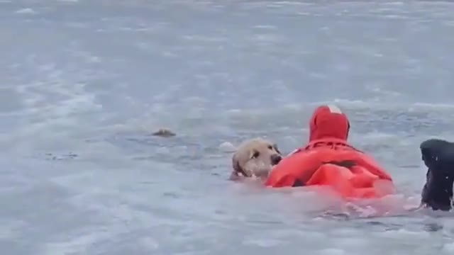 Watch firefighter crawl across frozen pond to rescue dog