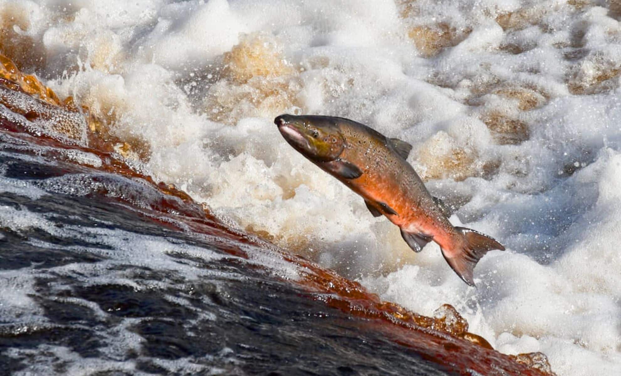 10 years after vanishing, Atlantic salmon have returned to three ...