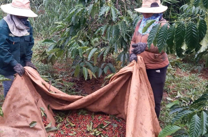 Giá cà phê tiếp tục tăng, mốc kỷ lục quay lại?