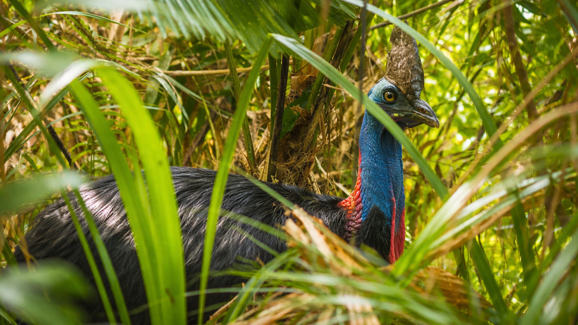 The jungle bird you should never approach
